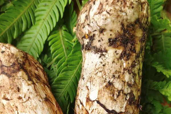 松茸有假的嗎，松茸的營養(yǎng)成分